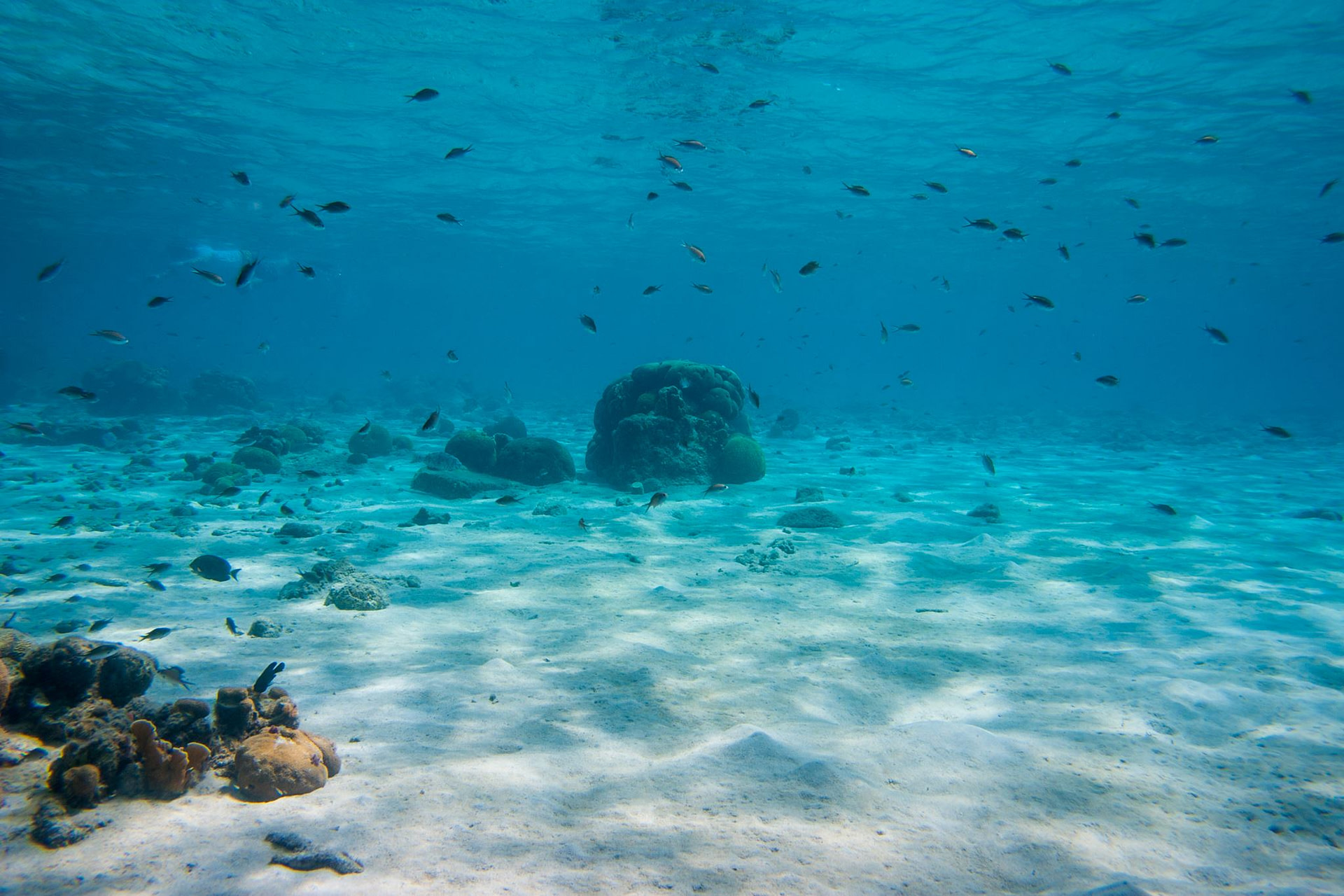 SSI dedicated dive center Rebel Diving Curacao