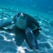 Turtle Spotting Diving Day Theme: