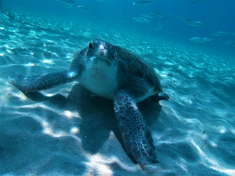 Turtle Spotting Diving Day Theme: